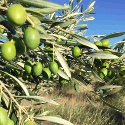 Grand Brahis AOP Vallee Des Baux De Provence Extra Virgin Olive Oil Duo 250ml X 2 8 Grand Brahis AOP Vallee Des Baux De Provence Extra Virgin Olive Oil Duo 250ml X 2 -Sous Chef Boutique lifestyle 0006 IMG 2150 149dfcdd cdf5 4c80 91e4 47bf1b9dc19a