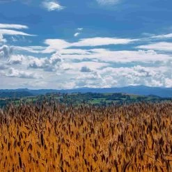 Ingrédients Mulino Marino Organic 00 Farine 1kg -Sous Chef Boutique lifestyle 0011 MulinoMarino SerenaBascone052